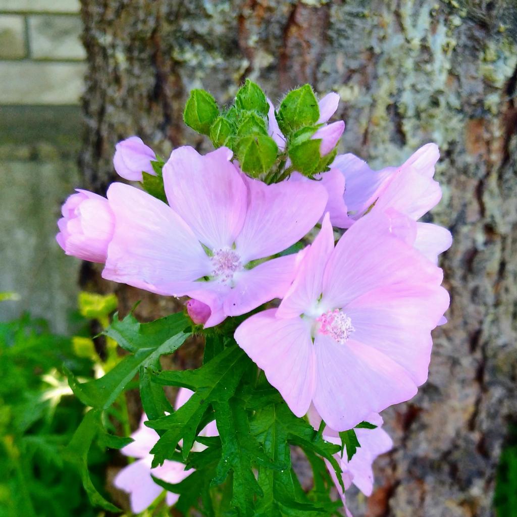Kalendarz zbioru ziół w&nbsp;lipcu