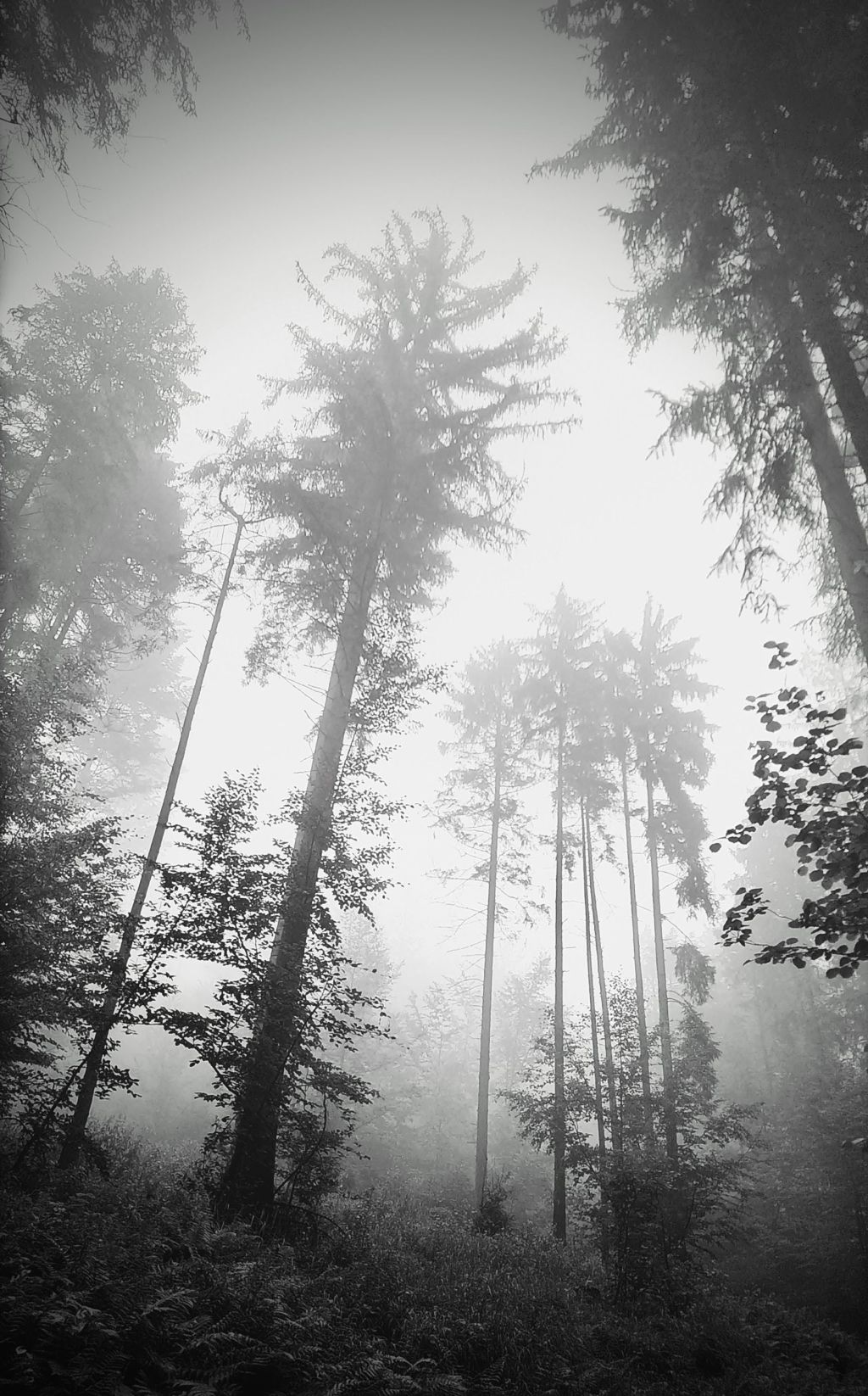 Macierzanka od bólu i od&nbsp;uroków