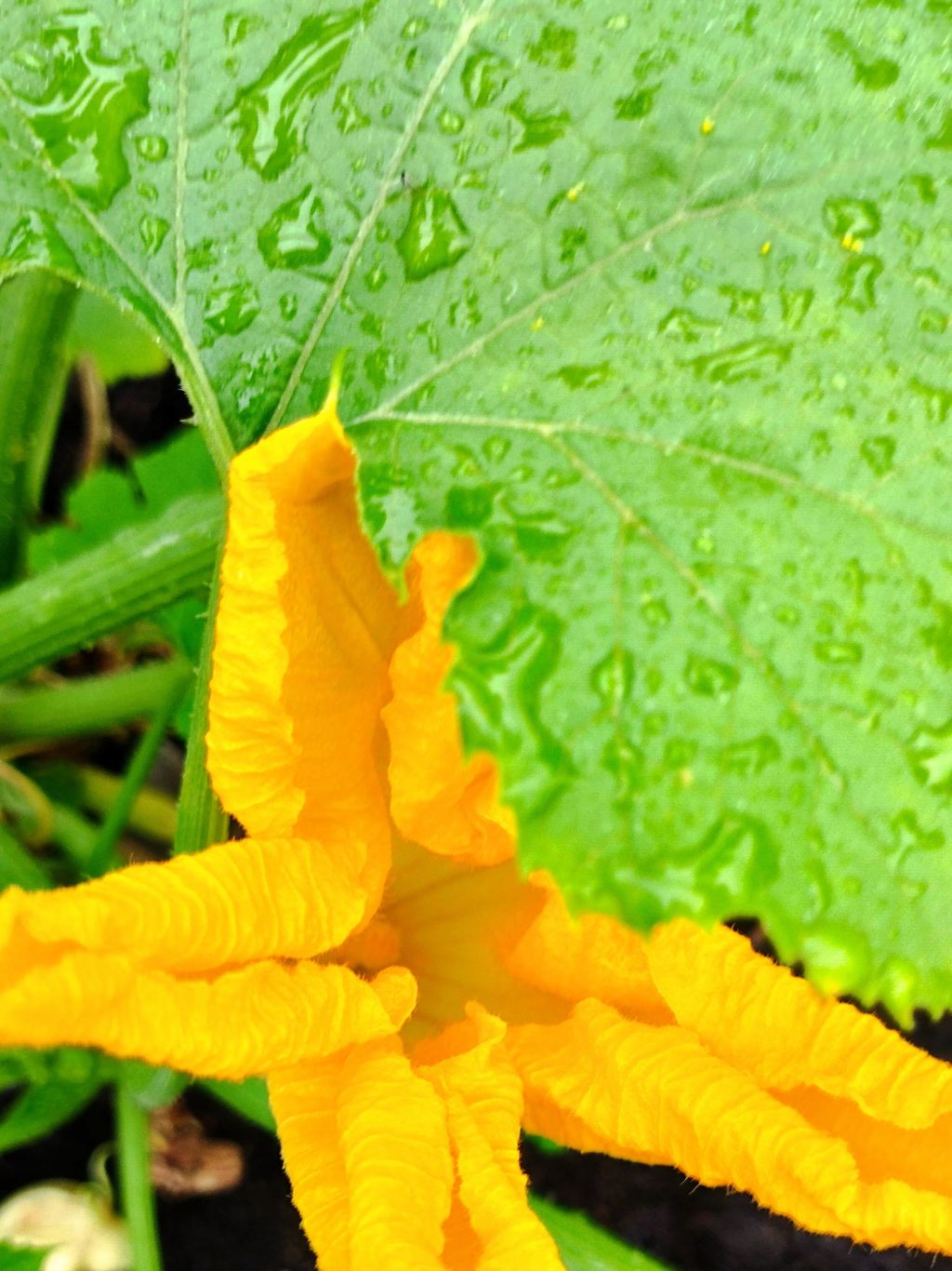 „Daj se z liścia” – jak jeść dynię&nbsp;inaczej