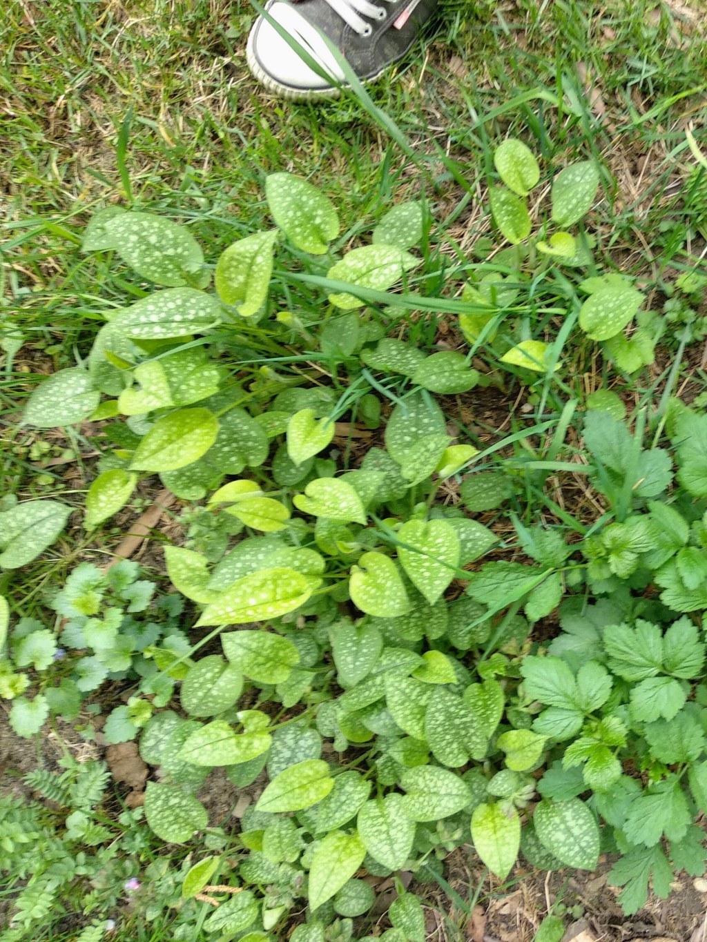Zioła dla płuc, miodunka plamista i nie&nbsp;tylko..
