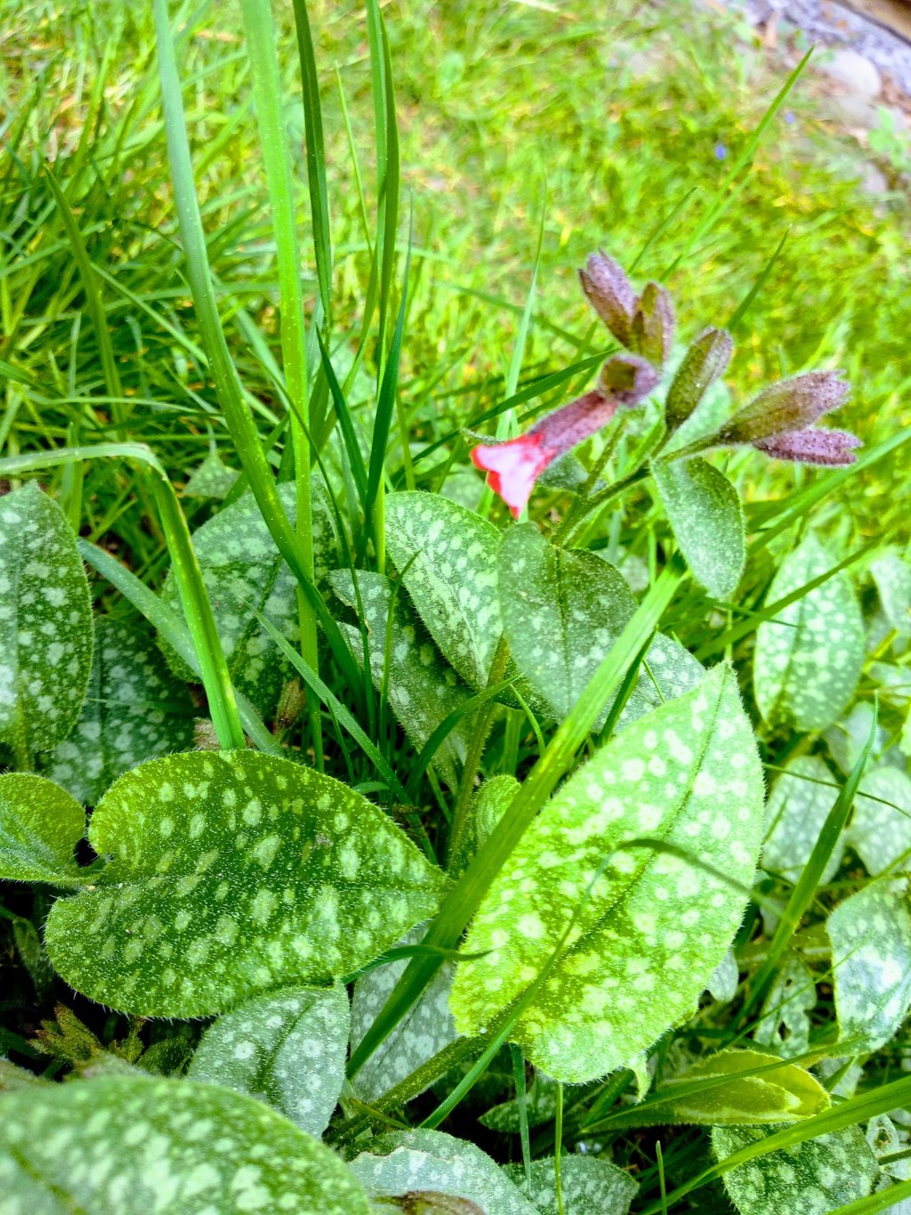 Ziele miodunki czyli płucnika, na przeziębienie i „kaszelek palacza”