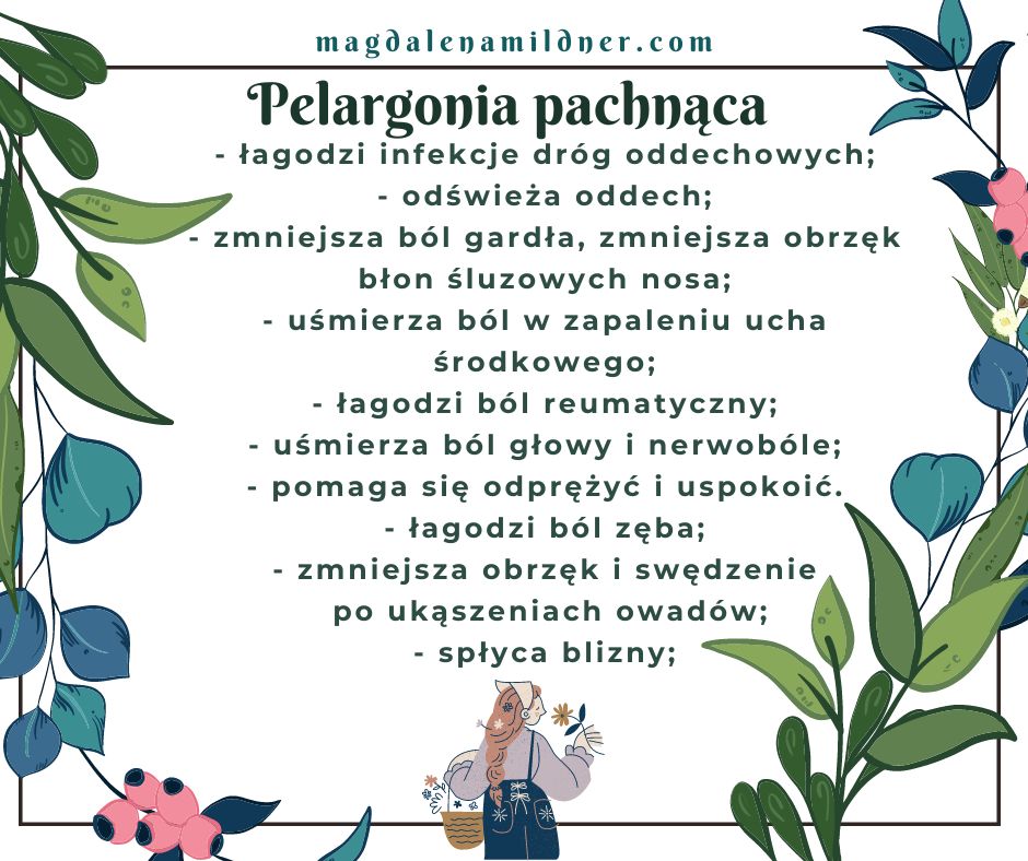 Geranium – na przeziębienie i&nbsp;stres