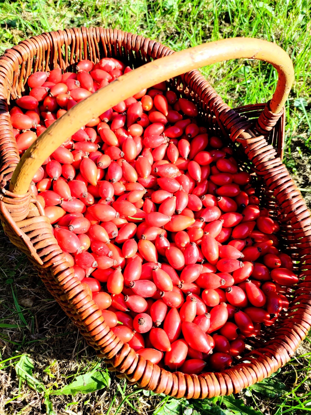 Zimowa zupa z owoców dzikiej&nbsp;róży