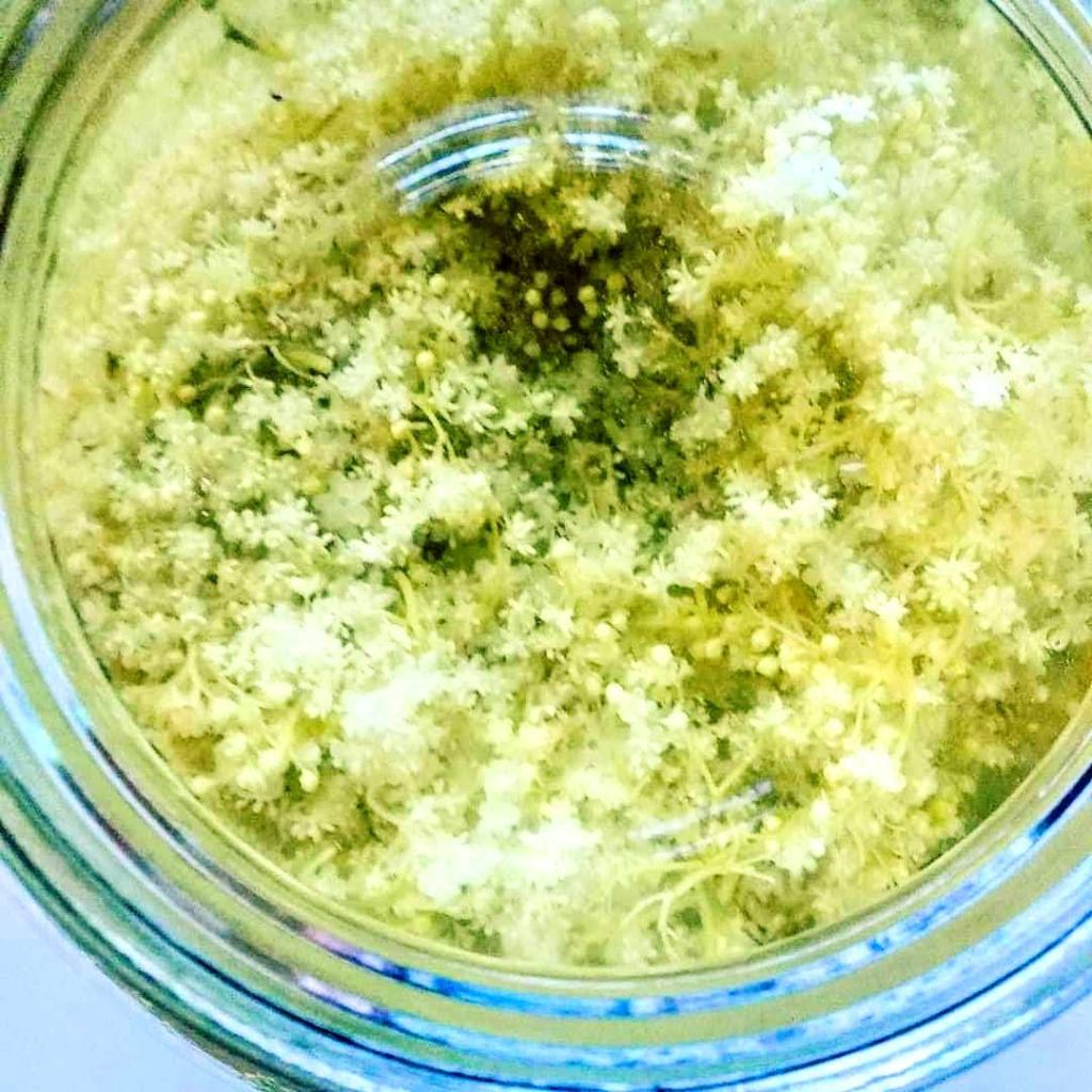 Czarny Bez – Magiczne właściwości i zastosowania w medycynie&nbsp;ludowej