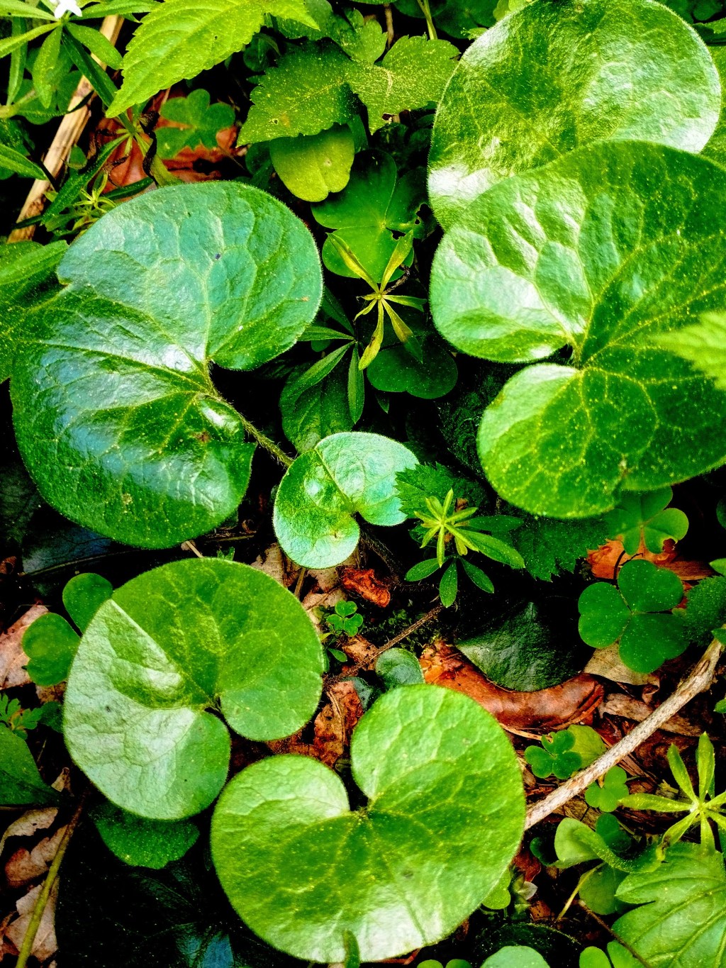 Kopytnik pospolity – dawny „lek” na&nbsp;alkoholizm