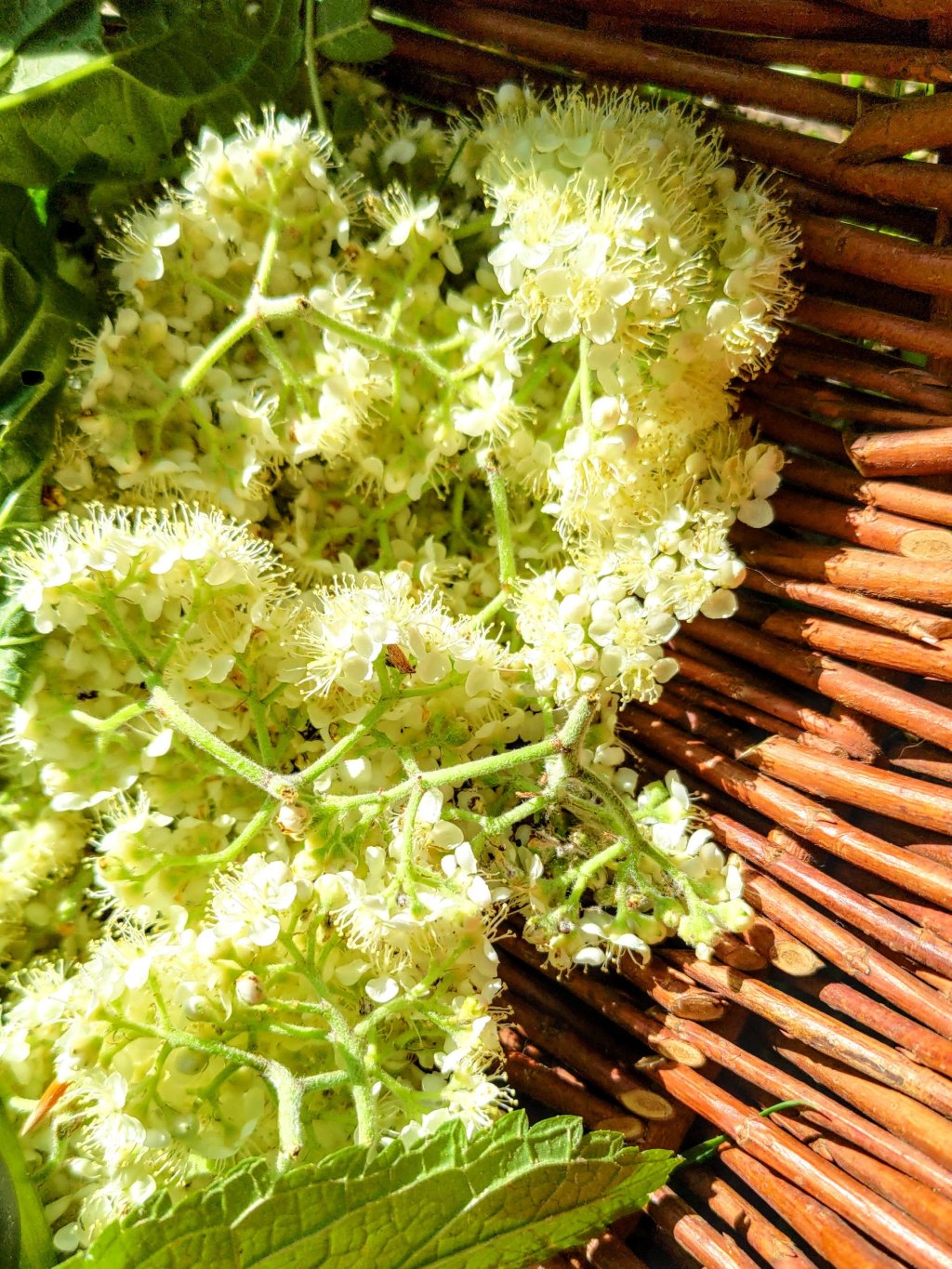 Żegnajcie pajączki – kwiat jarzębiny w&nbsp;akcji.