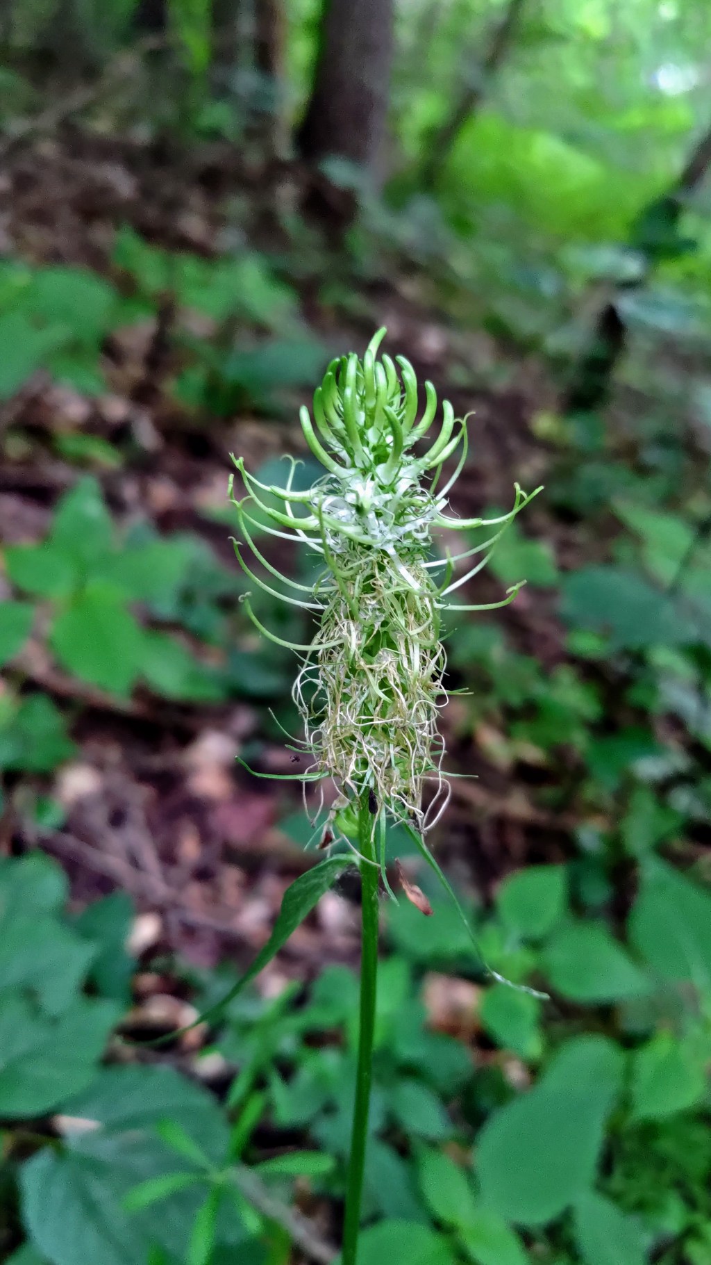 Kwiat Tinuviel – Symbol miłości i jego lecznicze&nbsp;właściwości
