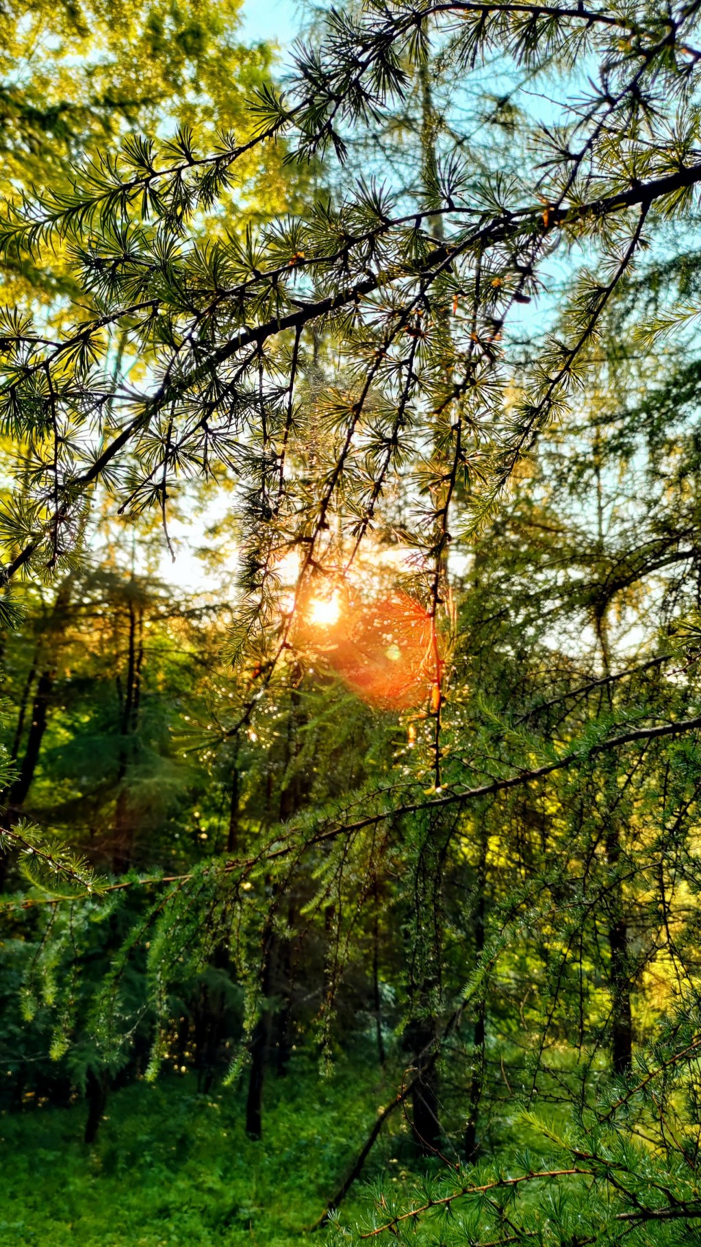 Eksploracja efektów biofilii: od stresu do&nbsp;samoleczenia