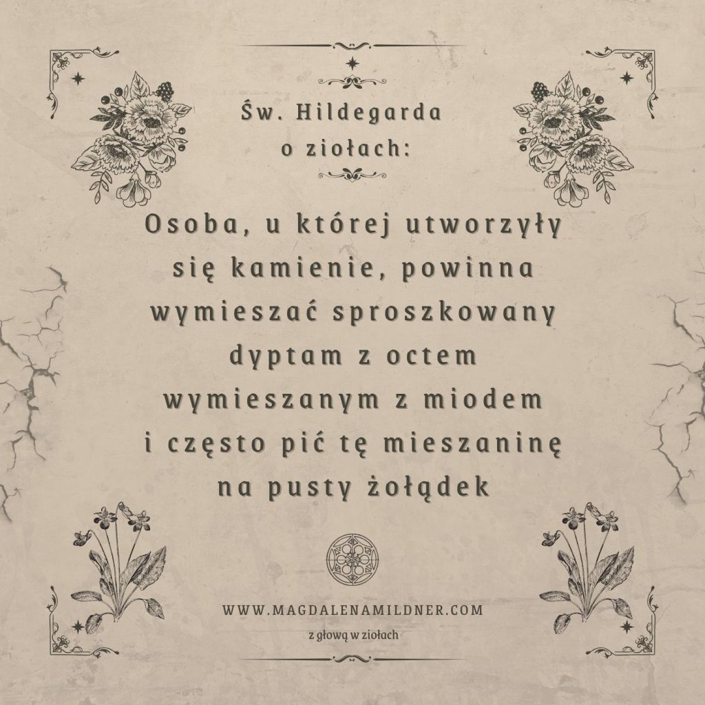 Dyptam jesionolistny i ocet – zrób oxymel i używaj na&nbsp;zdrowie