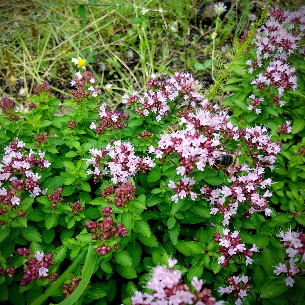 Macierzanka Piaskowa – Lecznicza i&nbsp;Magiczna.