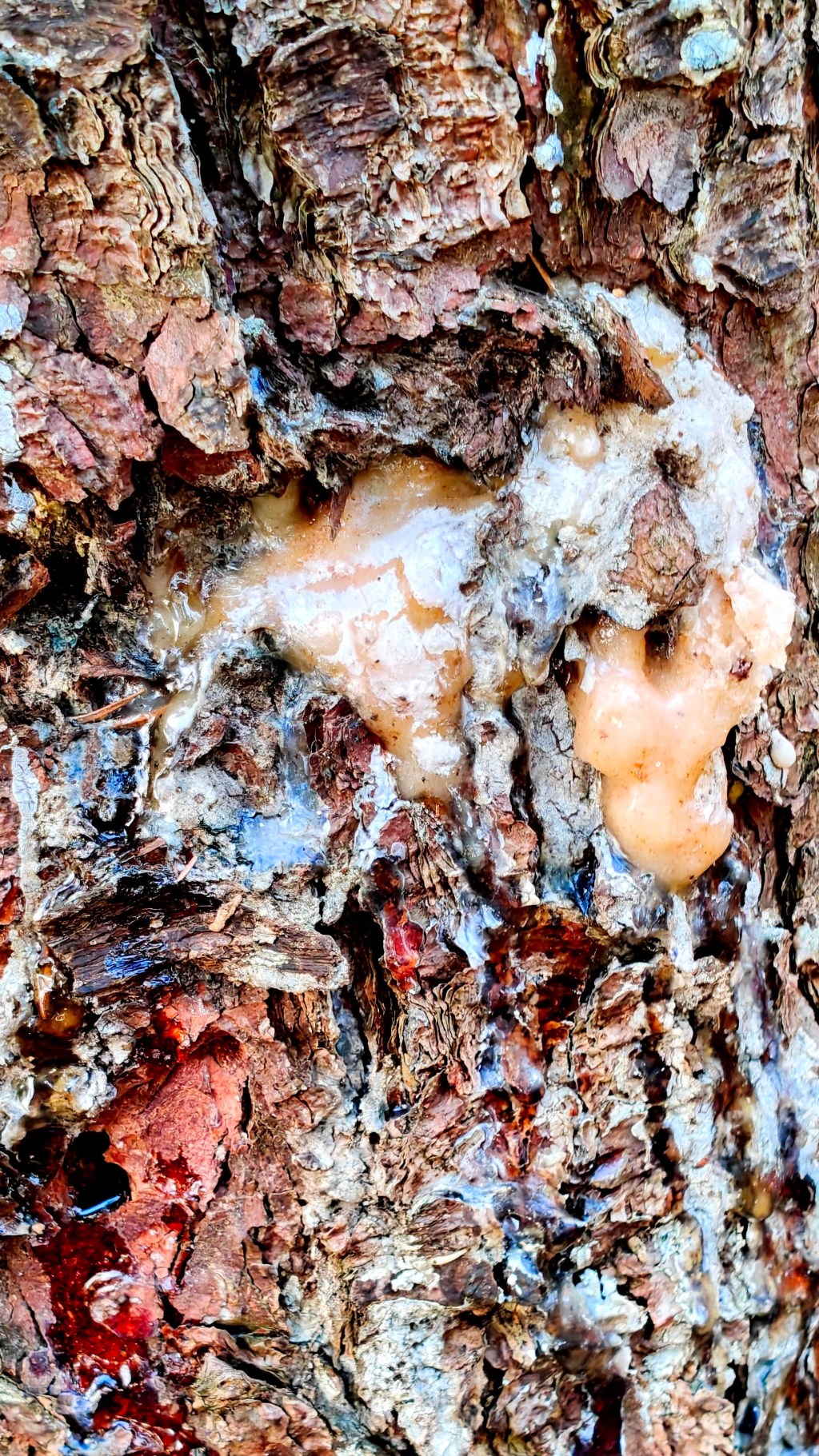 Żywica świerkowa – złoto górskich lasów. Przepis na&nbsp;maść.